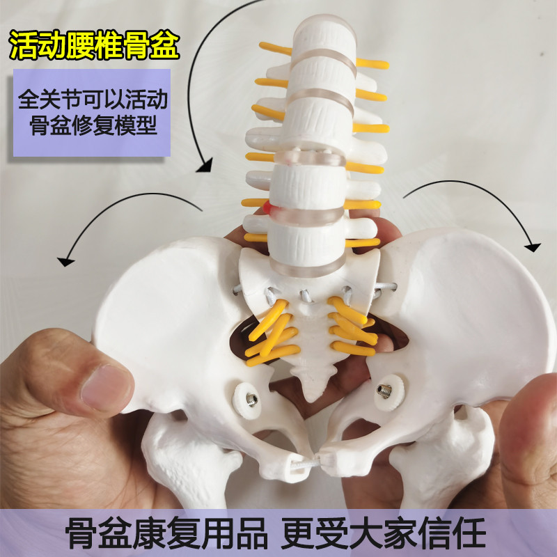 可动迷你腰椎骨盆模型关节可活动人体骨骼小康复女性脊柱骶髂骨架