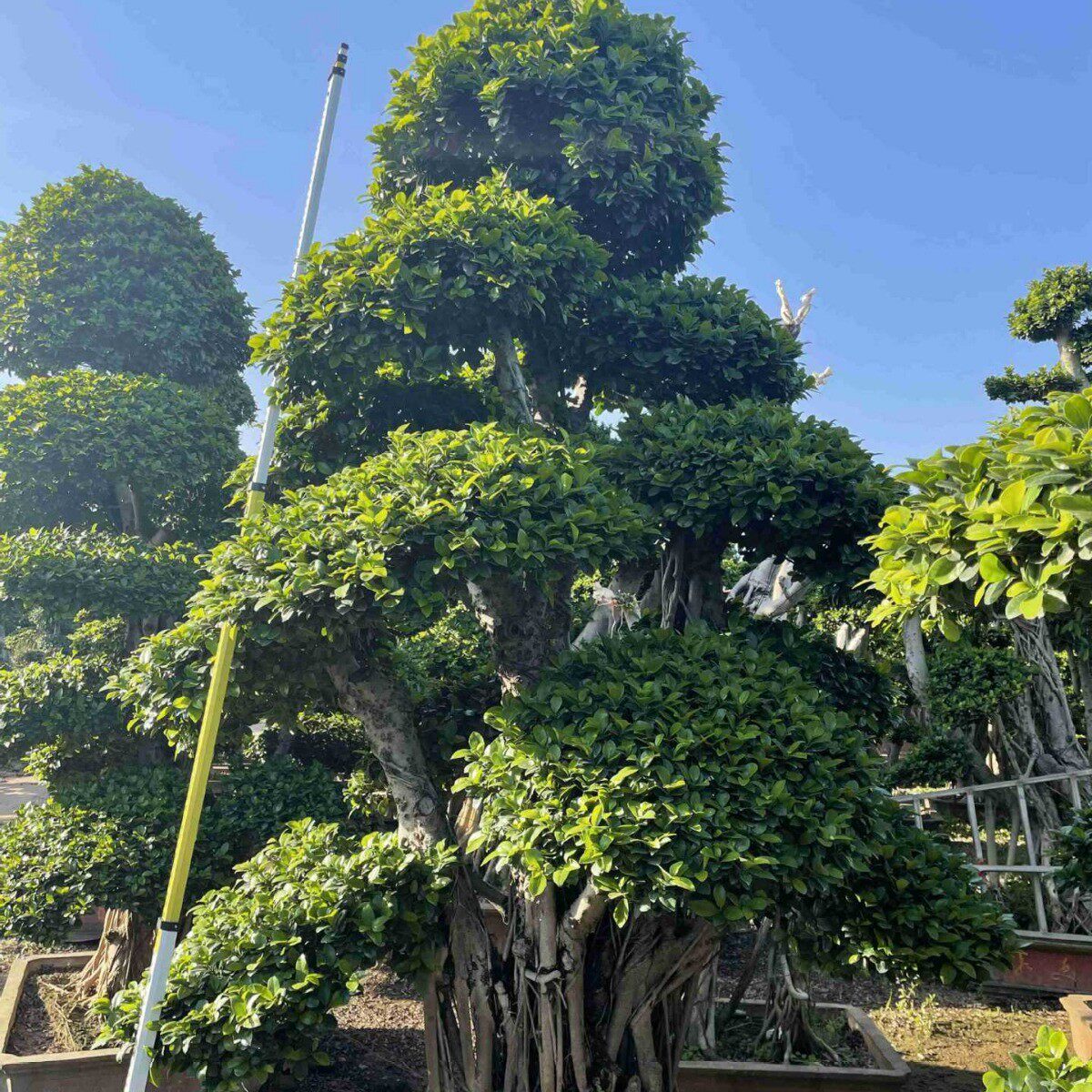 福建造型小叶榕批发四川桩头小叶榕重庆价格公园别墅庭院造景