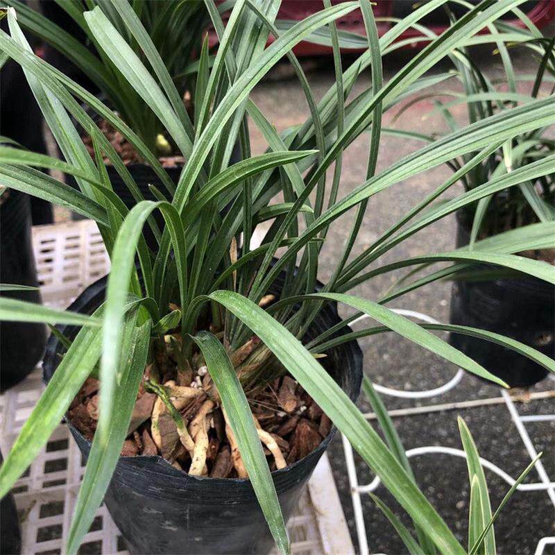 福建花卉永福花卉兰花春兰种植基地批发