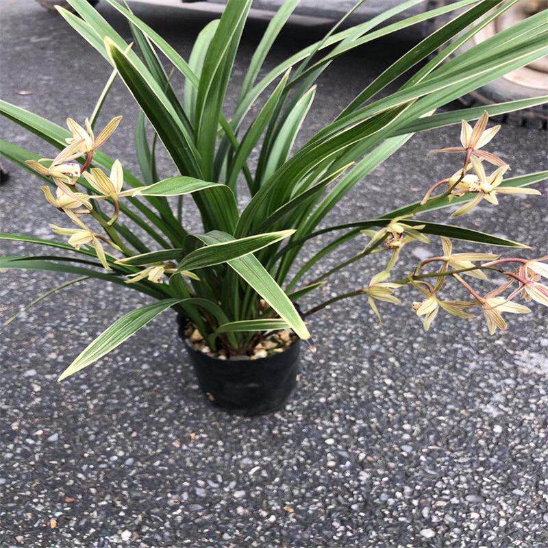 春兰花卉永福花卉兰花福建种植基地批发,鲜花速递/花卉仿真/绿植园艺,国兰/杂交兰/洋兰类,淘宝优惠券,粉丝福利购,淘宝优惠卷