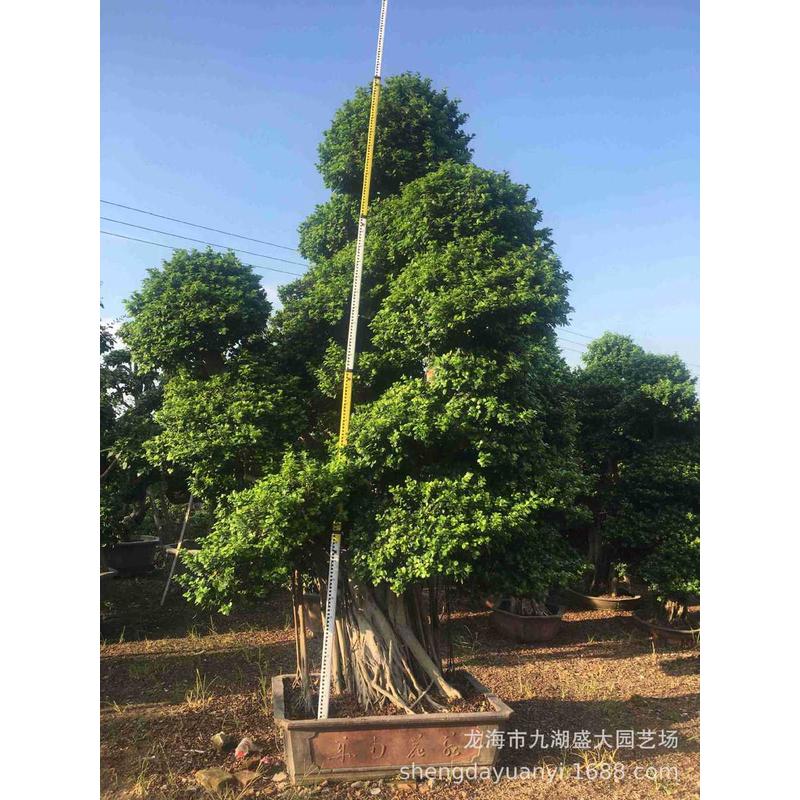 福建造型小叶榕供应细叶桩头小叶榕榕价格小叶榕盆景树桩批发