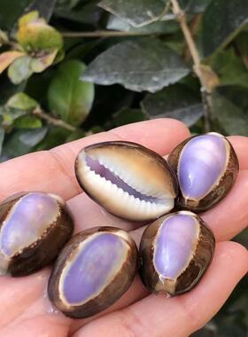 天然海螺贝壳紫色宝螺标本螺鱼缸水族微景观造景装饰墙贴地台DYI