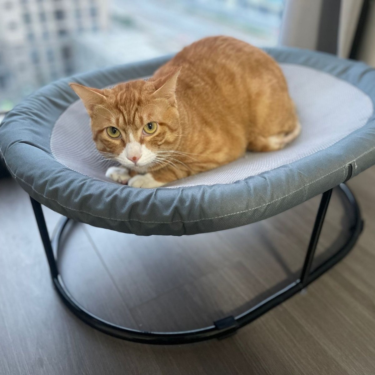 爆品猫床猫窝猫咪床保暖猫吊床吊篮离地宠物窝猫用品四季