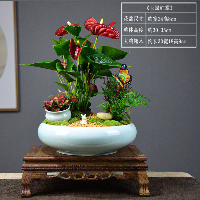 盆景一帆风顺红掌盆栽鸿运当头办公室内客厅花卉绿植四季好养植物