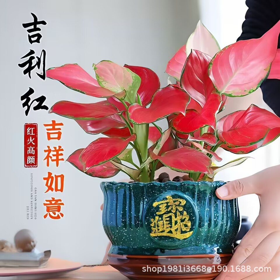 鸿运盆栽吉利红桌面当头花卉客厅室内办公精选绿植四季常青好厂家