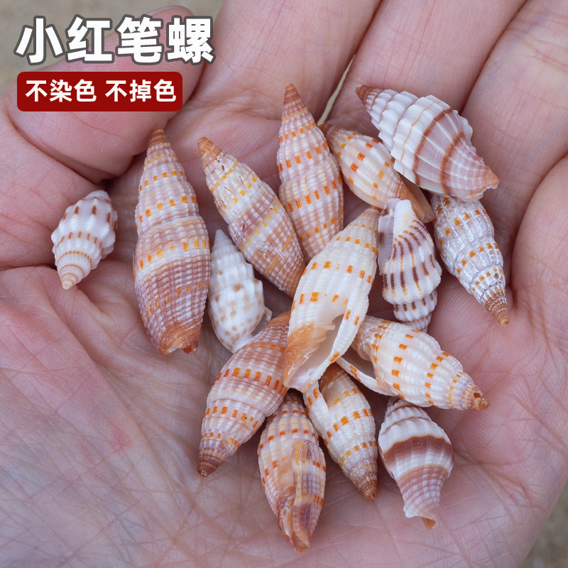 速发天然海螺贝壳小红笔螺鱼缸水族箱微景观造景橱窗设计漂流瓶材
