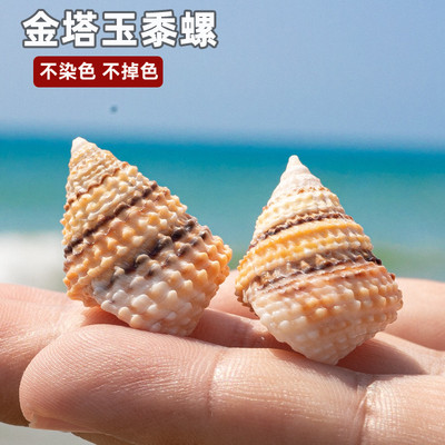 天然真海螺贝壳小豆丁寄居蟹替换壳金塔玉黍螺收藏标本鱼缸造景