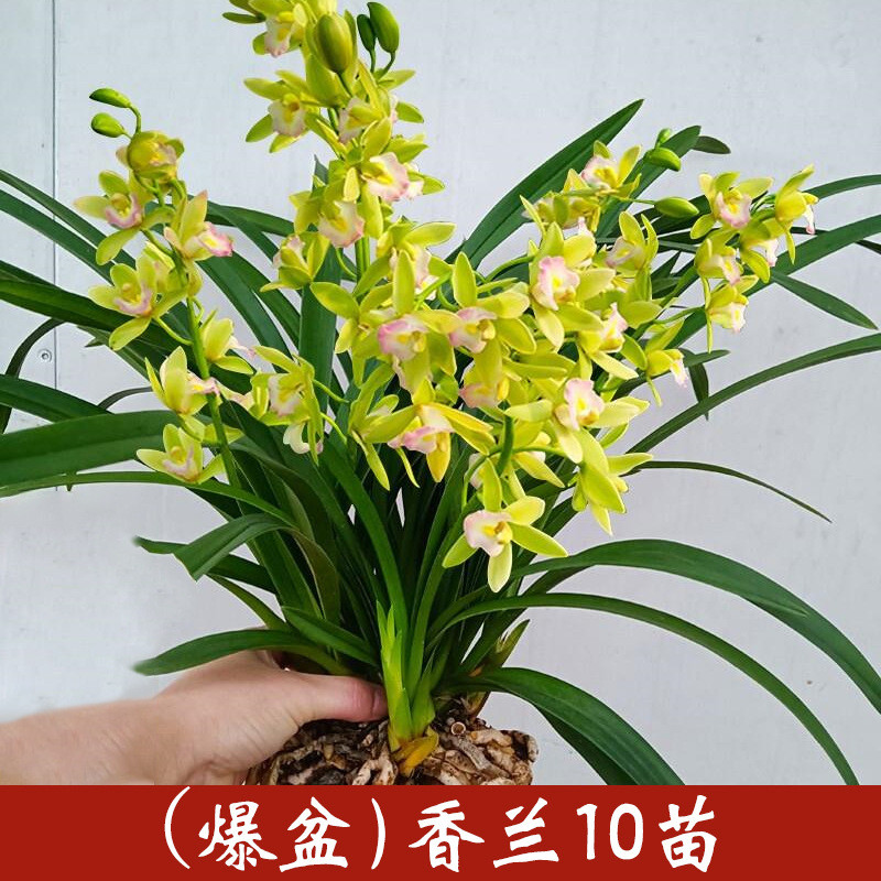 名贵建兰花盆栽带花苗办公室内高端雅致盆景花卉植物盆栽四季浓香