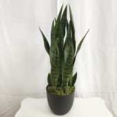 ins风格 仿真绿植盆栽家居森系饰品摆件橱窗落地造景仿真虎皮兰