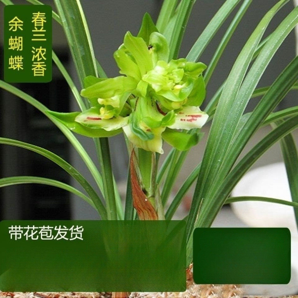 【带花苞】花牡丹春兰奇九仙浓香荷绿云室内盆栽兰花苗矮种余蝴蝶