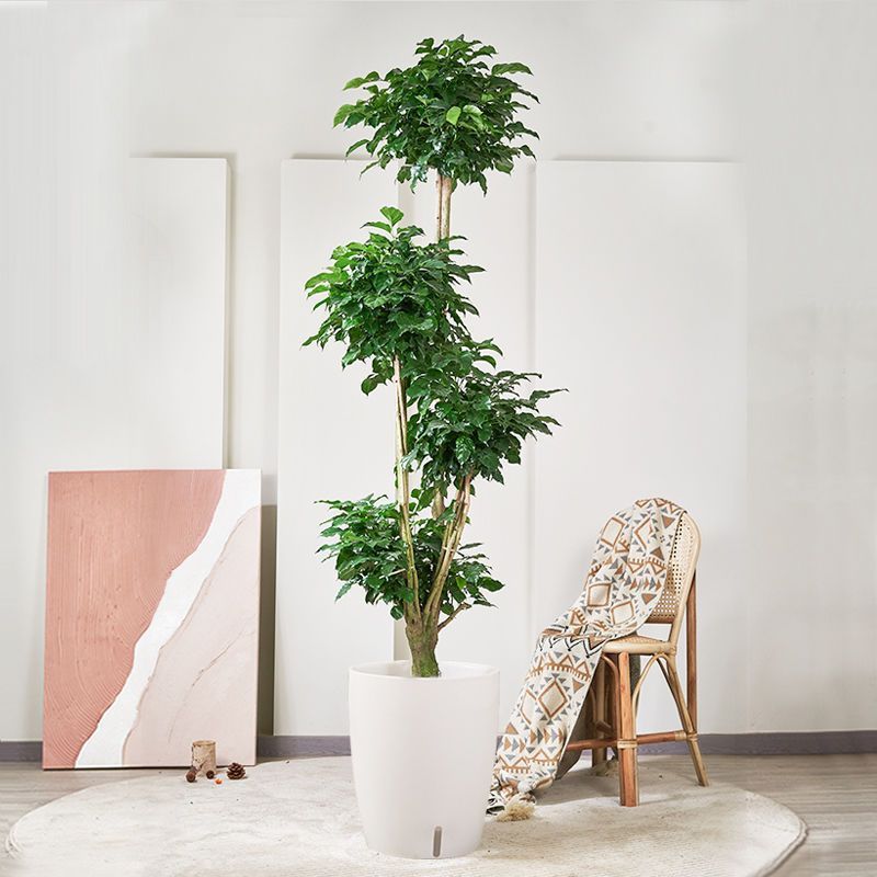 厂家直销办公室招宅绿植造型幸福树大棵盆栽室内大型植物绿宝客厅