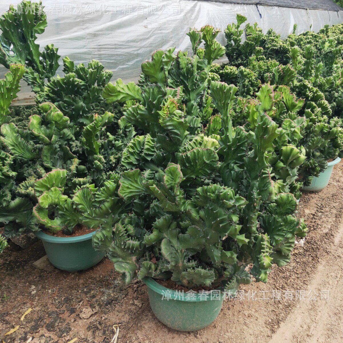 麒麟仙人掌五指山批发落地金麒麟自销玉麒麟缀化仙人掌产地大型