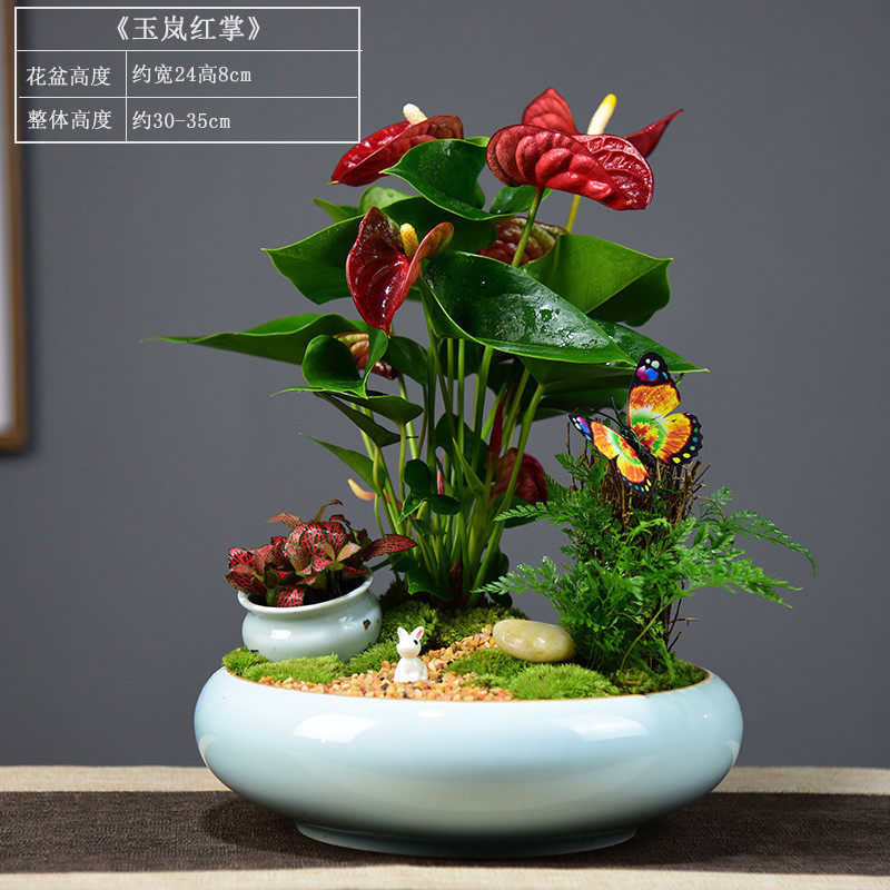 红掌盆栽一帆风顺植物鸿运当头办公室内客厅花卉绿植四季好养盆景