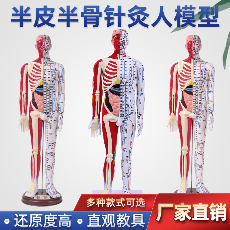 人体穴位模型反射区经络按摩男女超清晰针灸半皮半肌肉解剖60CM