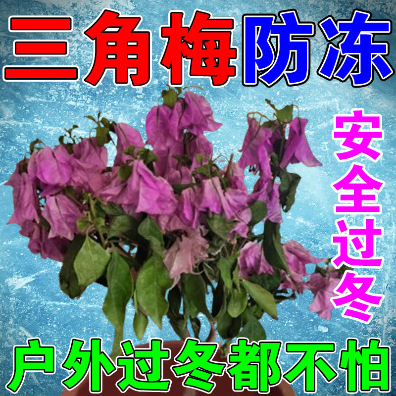 三角梅防冻剂冬天植物花卉抗寒防寒过冬神器保暖保温越冬抗冻液Q,鲜花速递/花卉仿真/绿植园艺,家庭园艺肥料,淘宝优惠券,粉丝福利购,淘宝优惠卷