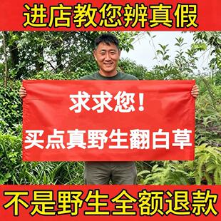 野生翻白草中草药材500g新鲜干货鸡腿根翻白草绞股蓝组合泡茶水喝