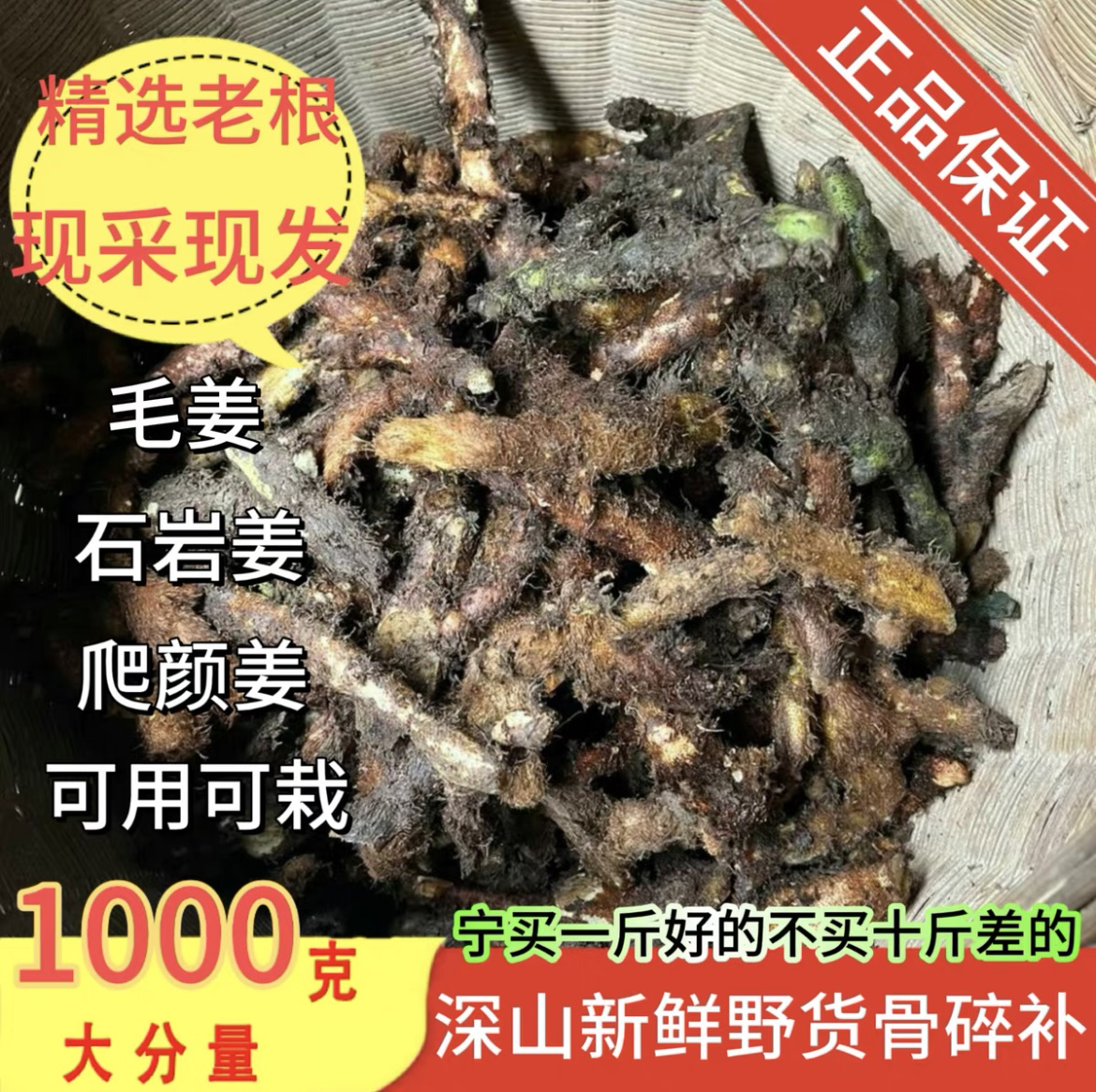 贵州野生新鲜老骨碎补毛姜爬岩姜石岩姜接骨包邮姜煲汤中药材泡酒