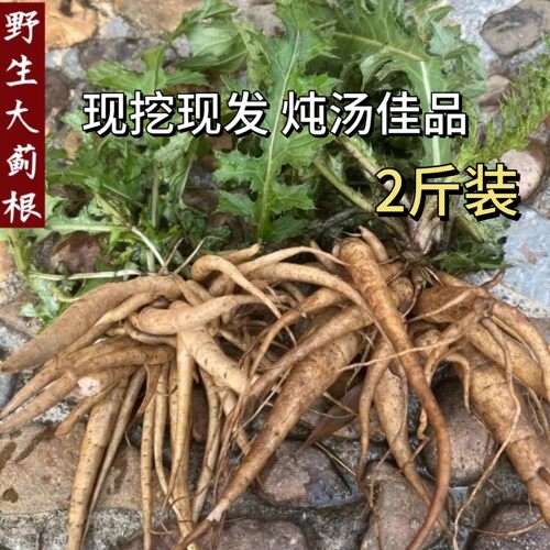 大蓟根新鲜马刺根现挖现发刺萝卜根鸡母刺根大刺盖大蓟根炖鸡煲汤