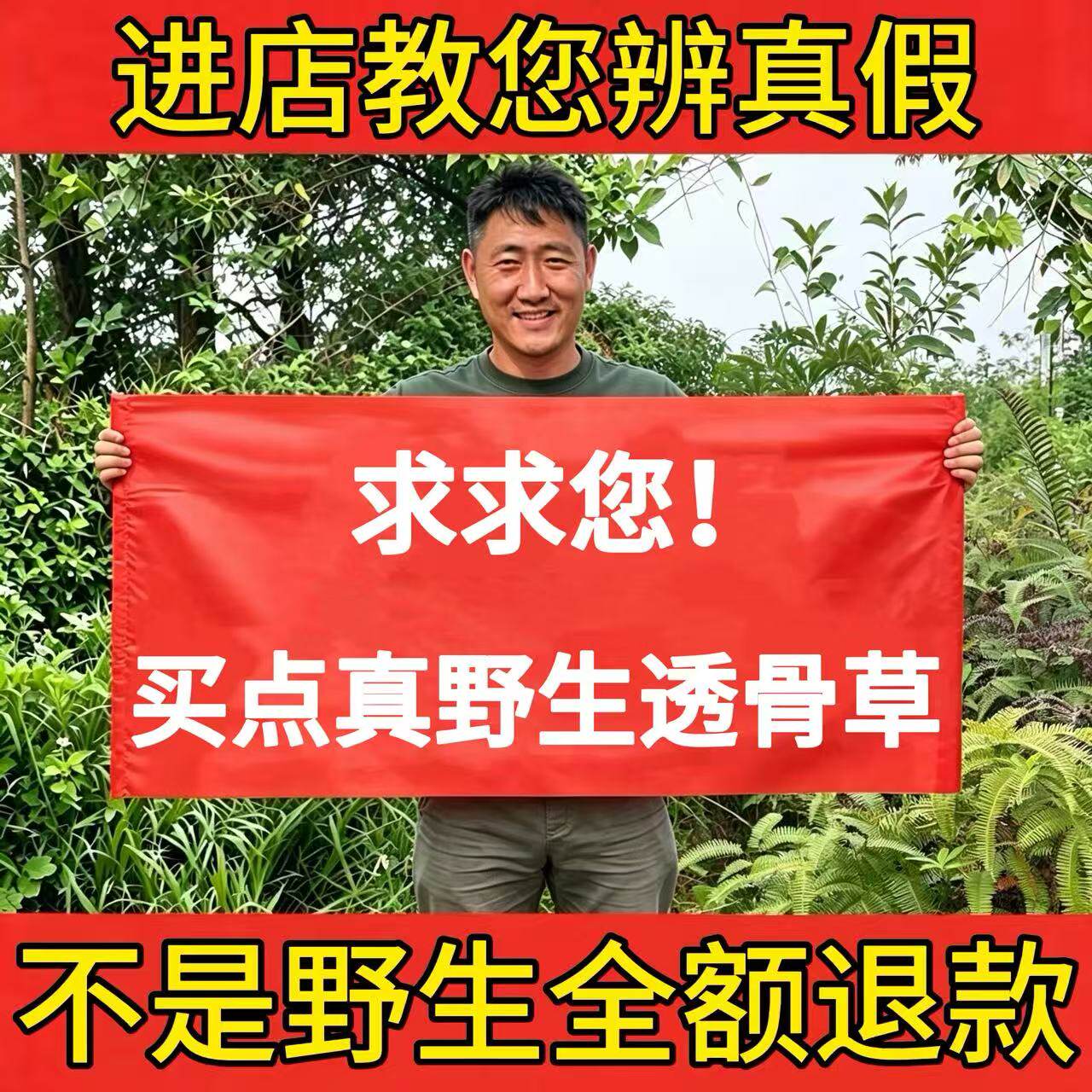 深山纯野生透骨草500g中药材正品珍珠透骨草材通络祛痛泡脚无硫熏