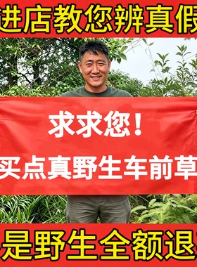 野生车前草正品新鲜整颗带根泡茶