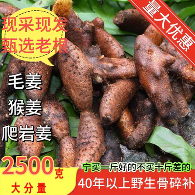 新鲜骨碎补野生老根毛姜爬岩姜石岩姜接骨姜中药材石碎补500g包邮