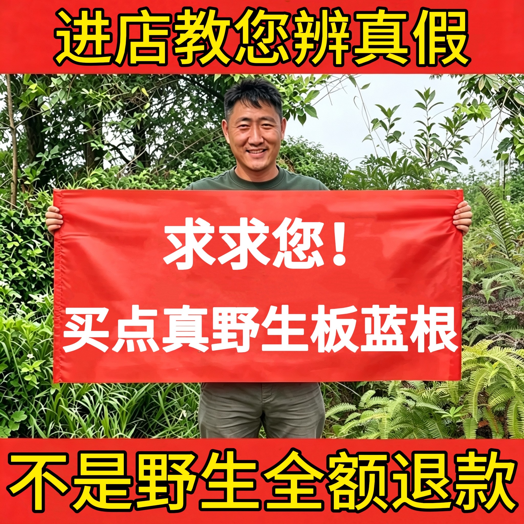 深山纯野生板蓝根500g中药材正品无添加大青叶板蓝根块段泡茶水喝