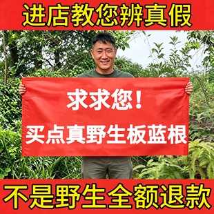 深山纯野生板蓝根500g中药材正品无添加大青叶板蓝根块段泡茶水喝