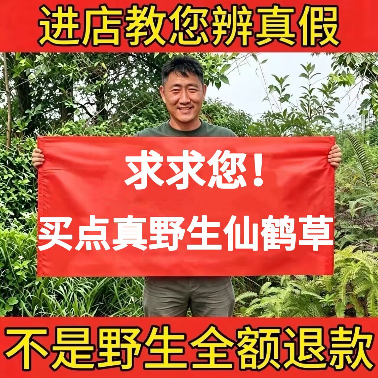 野生仙鹤草正品龙牙草新货泡茶水图片