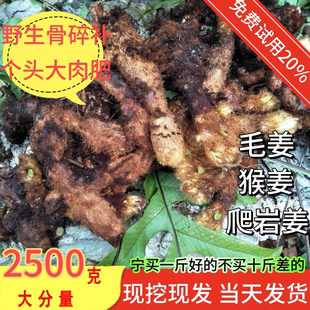 贵州野生新鲜骨碎补爬岩姜新鲜现摘石岩姜接骨猴姜毛姜肉碎补500g