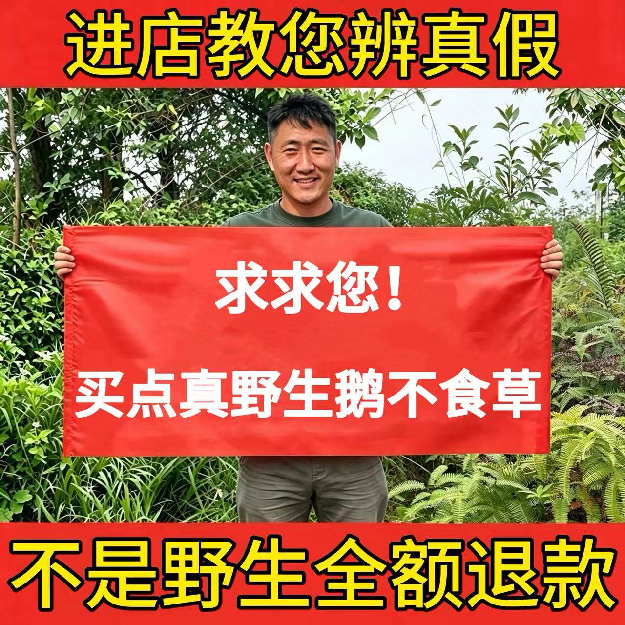 深山野生鹅不食草500g中药材正品新鲜干草鹅不食草粉干净无杂无硫
