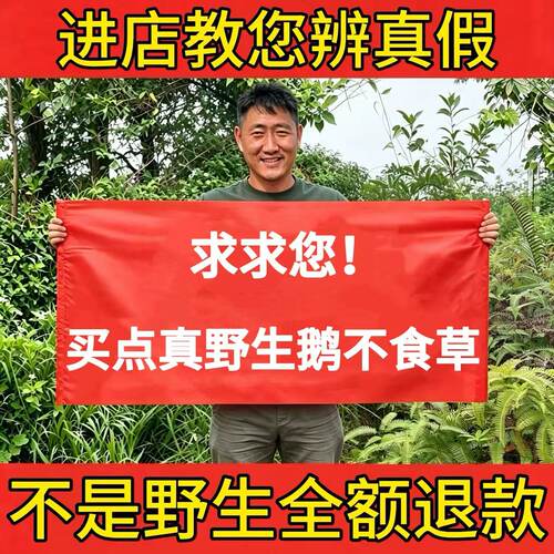 纯野生鹅不食草正品新鲜干货无硫