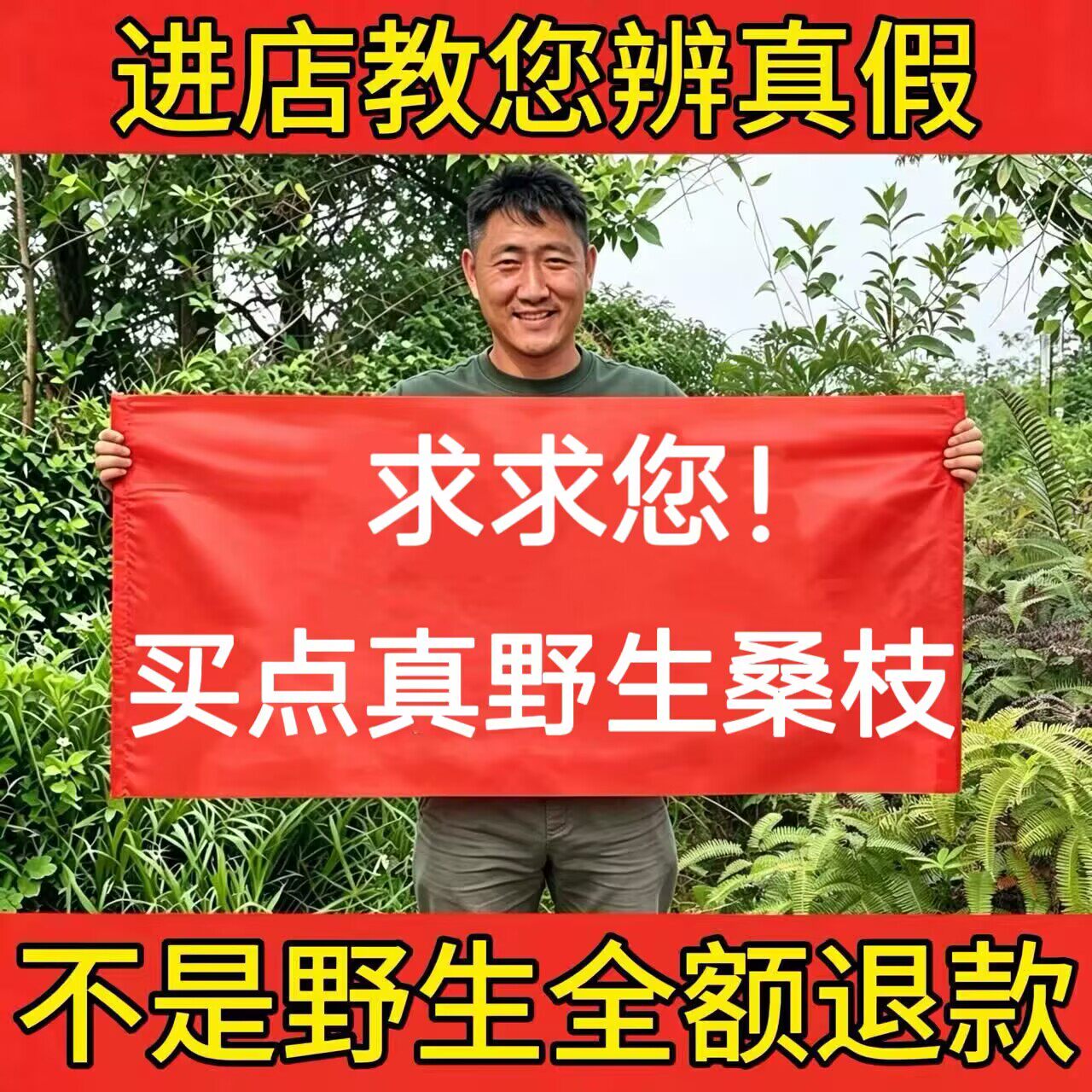 野生桑枝中药材500g正品老桑树枝片桑条干货干净无杂质煮茶泡水喝