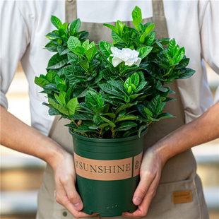 重瓣栀子花盆栽室内外阳台好养开花植物四季 H绿植带花苞浓香味花