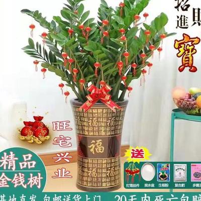 金钱树盆栽室内植物花卉客厅四季好养大型绿植招财摇钱串子发财树
