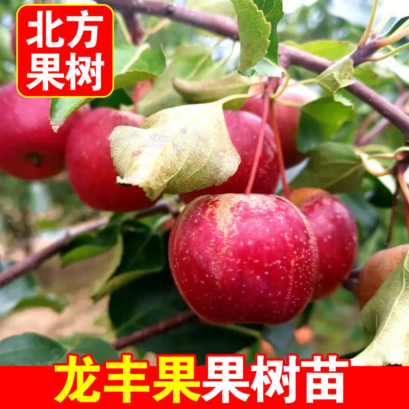 正宗龙丰果树苗东北大秋果苗嫁接龙丰果树苗耐寒沙果树苗当年结果