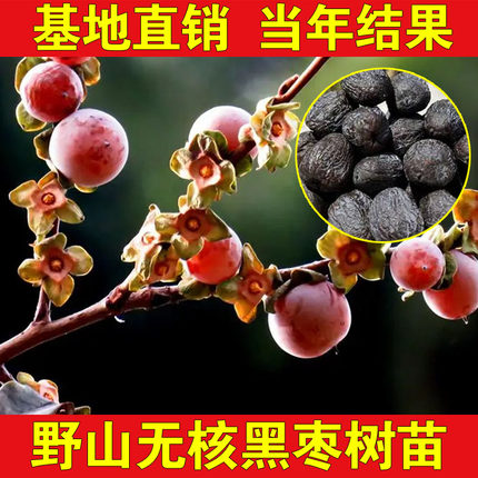 无核黑枣苗野柿子苗君迁子苗南北方种植耐寒黑枣树苗盆栽地栽结果