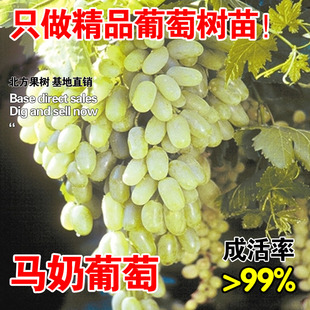 马奶提子葡萄树苖阳台盆栽水果树苗牛奶无子籽葡萄苗庭院爬藤地栽