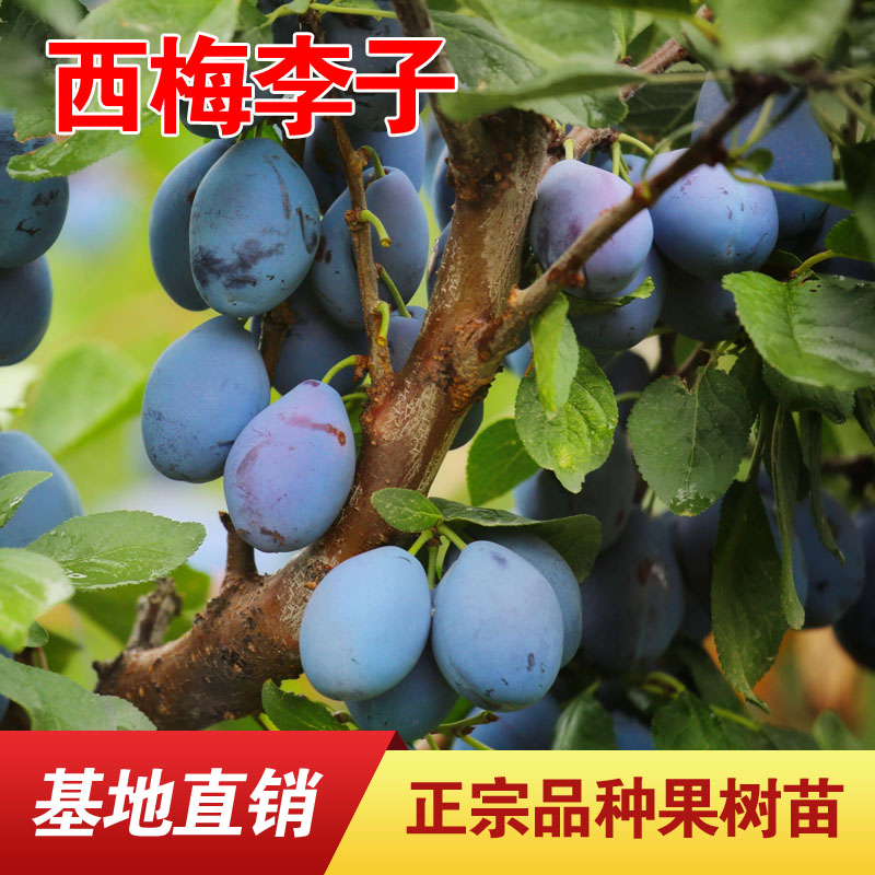 正宗嫁接李子苗西梅女神李子树苗西梅皇后李苗西梅李苗南北方种植