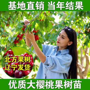 大连樱桃树苖庭院果树南北方种植盆栽地栽美早樱桃苗当年结果活苗