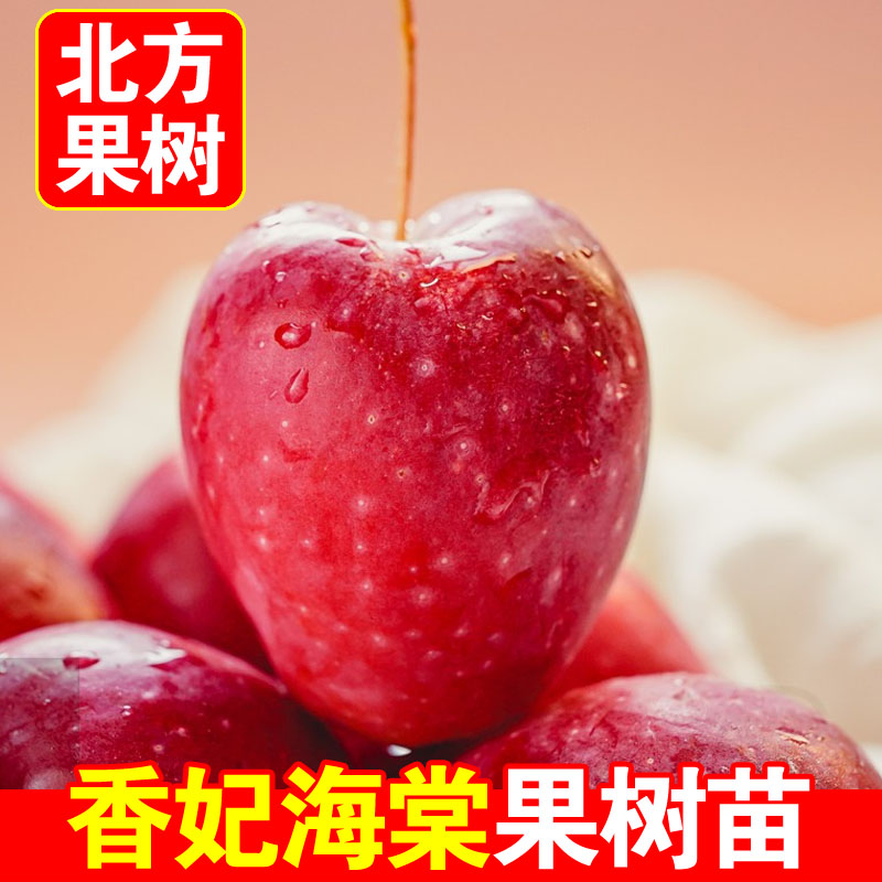 正宗香妃海棠果树南北方庭院地栽海棠苗盆栽嫁接耐寒活苗当年结果