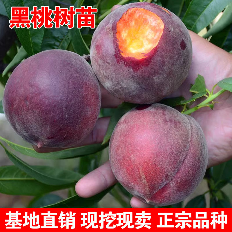 红肉黑桃苗特大新品种晚熟中华黑桃王桃树苗黑桃皇后树苗当年结果