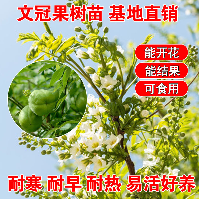 文冠果苗木瓜树苗观赏文冠花树苗药用文冠果树苗食用油苗文冠花苗