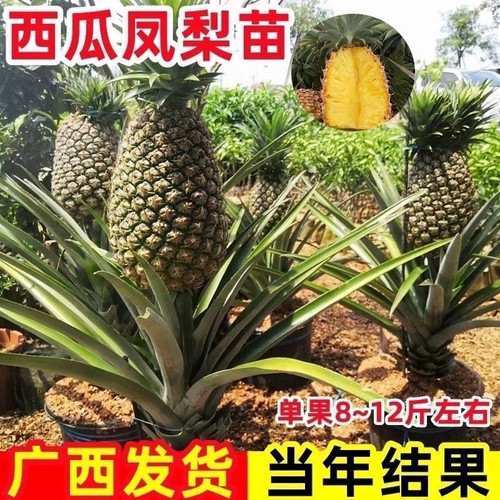 台湾西瓜金钻凤梨苗阳台庭院盆栽地菠萝果树苗南北方盆栽地栽结果