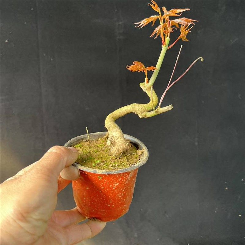 新山红叶树桩盆栽盆o景日本 红枫七彩鸡爪槭盆景办公室阳台盆栽,鲜花速递/花卉仿真/绿植园艺,造型盆景,淘宝优惠券,粉丝福利购,淘宝优惠卷