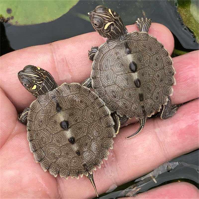 【鱼缸吃粪龟】深水地图龟观赏宠物龟小乌龟黑瘤天使眼地图龟活物