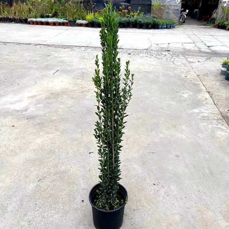 一件代发直立冬青树苗进口朝天笔花境植物四季长青日本冬青钝齿庭,鲜花速递/花卉仿真/绿植园艺,观叶 /花灌木,淘宝优惠券,粉丝福利购,淘宝优惠卷