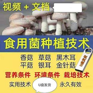 食用菌种植技术教程视频平菇香菇蘑菇草菇金针菇黑木耳人工U盘
