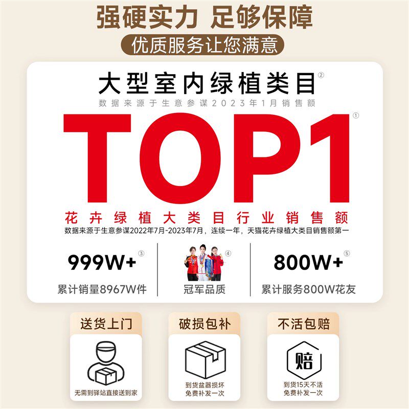 龟背竹客厅大盆栽老桩大叶室内大型落地绿植物高级感四季好养盆景