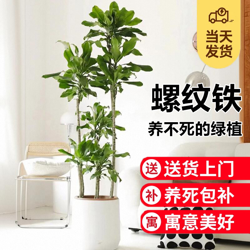 螺纹铁植物盆栽室内大型绿植大花盆客厅落地好养真树乔迁四季常青