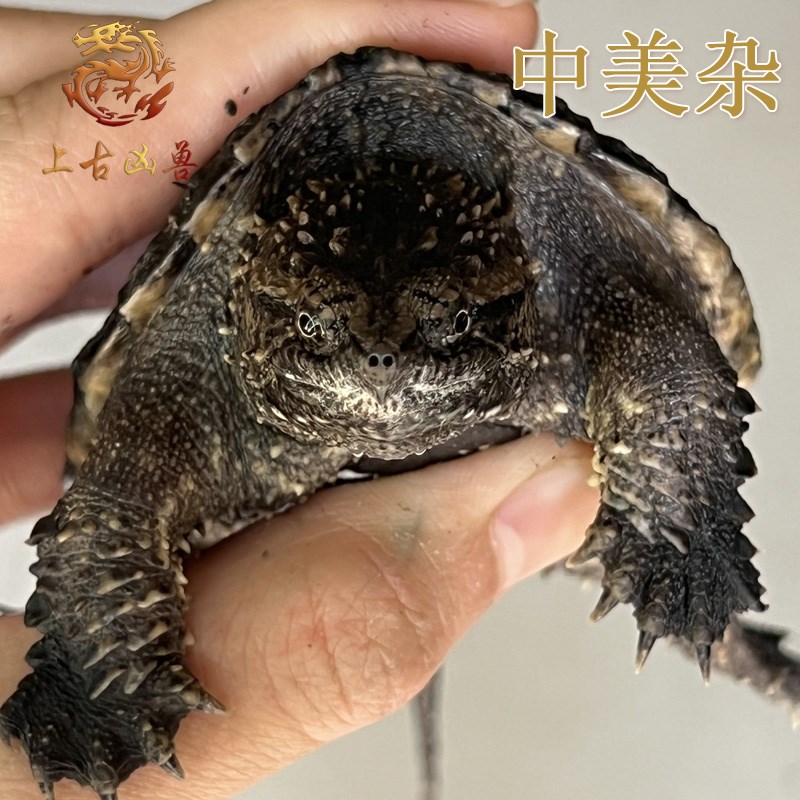 中美杂中美拟鳄龟纯佛鳄龟大头爆刺粗须凶猛活体观赏宠物拟鳄之王